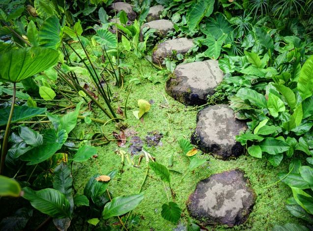 Taman Samping Rumah Berikut Tips